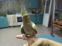 Ele alışkı sultan papağanı