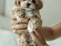 MİCRO BOY TEDDY BEAR MALTİPOO