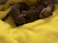 Yavru a kalite 2 dişi ve 1 erkek yavru poodle