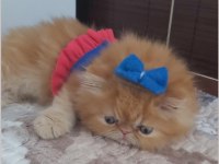 İran exotic longhair bebekler