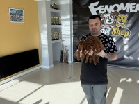 yılın en iyisi ret brown toy poodle özel ırk arayanlara 