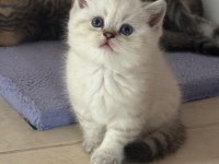 Irka uygun bebek kediler