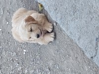 Gülen yüz golden retriever yavrumuz