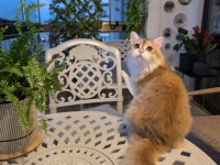 British longhair kedisi