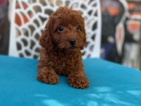 Ömürlük Poodle Yol Arkadaşı