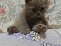 2 aylık british shorthair