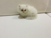 Oyuncu sevecen pamuk şeker british longhair yavrularım
