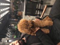 Yumoş Poodle Bebekler