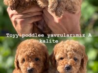 Toy poodle yavrularımız yeni yuvasını bekliyor