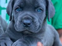 Black ve blue üst sınıf cane corso yavruları