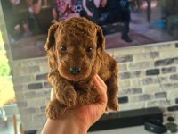DÜNYA TATLISI ŞEKER KÖPEKLER