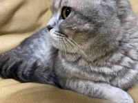 DİŞİ SAFKAN BRİTİSH SHORTHAİR