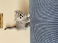 Evinizin yeni british shorthair arkadaşı
