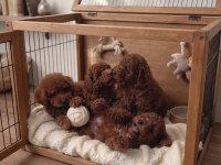Toy Poodle Köpekler