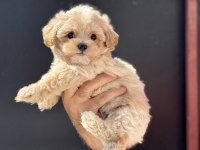 Ruhsatlı çiftlikde ziyarete açık kore maltipoo