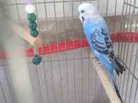 1 Yaşında Erkek Muhabbet Kuşu Çok İyi Kur Yapıyor