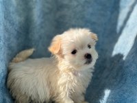 Boy Kilo Garantili Maltese Terrier Yavrular