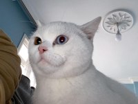 Scottish fold kedimizi sahiplendirmek istiyoruz