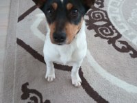 KÖPEĞİMİZE YUVA ARIYORUZ