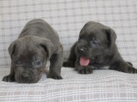Benim cane corso köpeğim