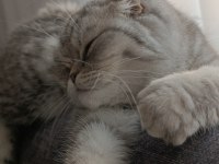 Uygun yavru scottish fold dişi