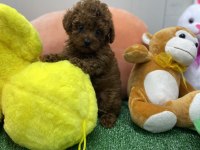 Siyah red ve red brown dişi erkek poodle yavrularımız