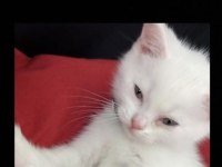 Sahiplendirilecek 02.04.23 doğumlu erkek british shorthair