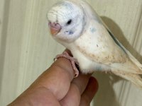 31 Günlük Konuşturmalık Bebek Muhabbet Kuşu