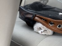 2 Yaşında Aşırı Uysal Ragdoll