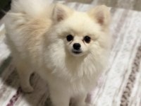 Pomeranian boo
