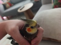 3,4 aylık bebek sultan papağanı