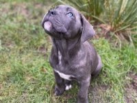 Safkan Dev Cane Corso Yavrular