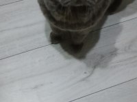 BRİTİSH ERKEK