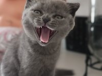 2 aylık erkek yavrularımız