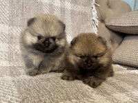 Pomeranian Orange Erkek Ve Dişi Yavrular