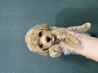 Apricot renk poodle