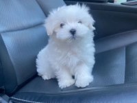 Orjinal kilo garantili maltese terrier yavrular