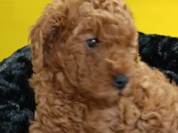 Biblo kızıl toy poodle
