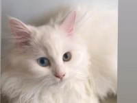 Şaşkin satişta british longhair