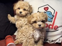 Ankaranın en seçkin tea cup kore maltipoo ları