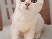 British Shorthair Erkek Kedimiz
