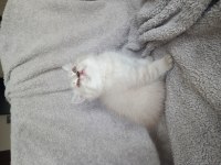 İki dişi british shorthair
