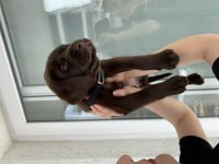 Çakır gözlü iki aylık Labrador köpeği
