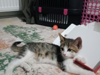 Minik kedimiz yuvasını arıyor