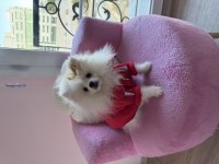 Pomeranian boo ayı surat