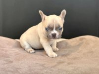 ÜST DÜZEY DİŞİ ERKEK FRENCH BULLDOG