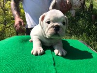 İNGİLİZ BULLDOG YAVRULARI