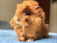 Guinea Pig Yavrular Aynı Gün Set Halinde Teslim Edilir