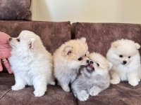 Pomeranian Yavruları – 8 Haftalık