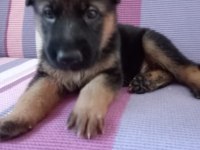 Orjinal alman kurdu yavrularımız